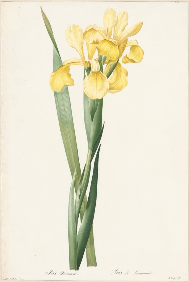 Redouté Lilies Pl. 236, Lemonnier's Iris