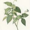 Redouté Lilies Pl. 239, Upright Tradescantia