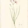 Redouté Lilies Pl. 241, Tatarian Ixia Lily