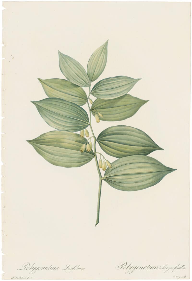 Redouté Lilies Pl. 243, Broad-leaved Polygonatum