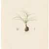 Redouté Lilies Pl. 249, Grass-leaved Man-in-a Boat