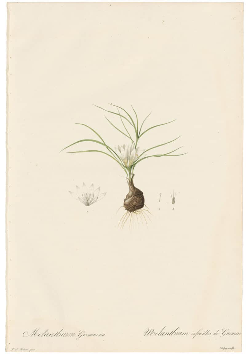 Redouté Lilies Pl. 249, Grass-leaved Man-in-a Boat