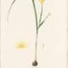 Redouté Lilies Pl. 250, Hill Sisyrinchium