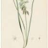 Redouté Lilies Pl. 253, Drooping Star of Bethlehem