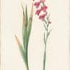 Redouté Lilies Pl. 267, Common Gladiolus