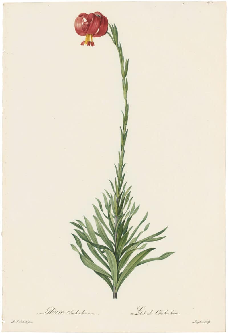 Redouté Lilies Pl. 276, Chalcedonian Lily