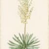 Redouté Lilies Pl. 277, Hairy Yucca