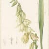 Redouté Lilies Pl. 278, Hairy Yucca - Detail