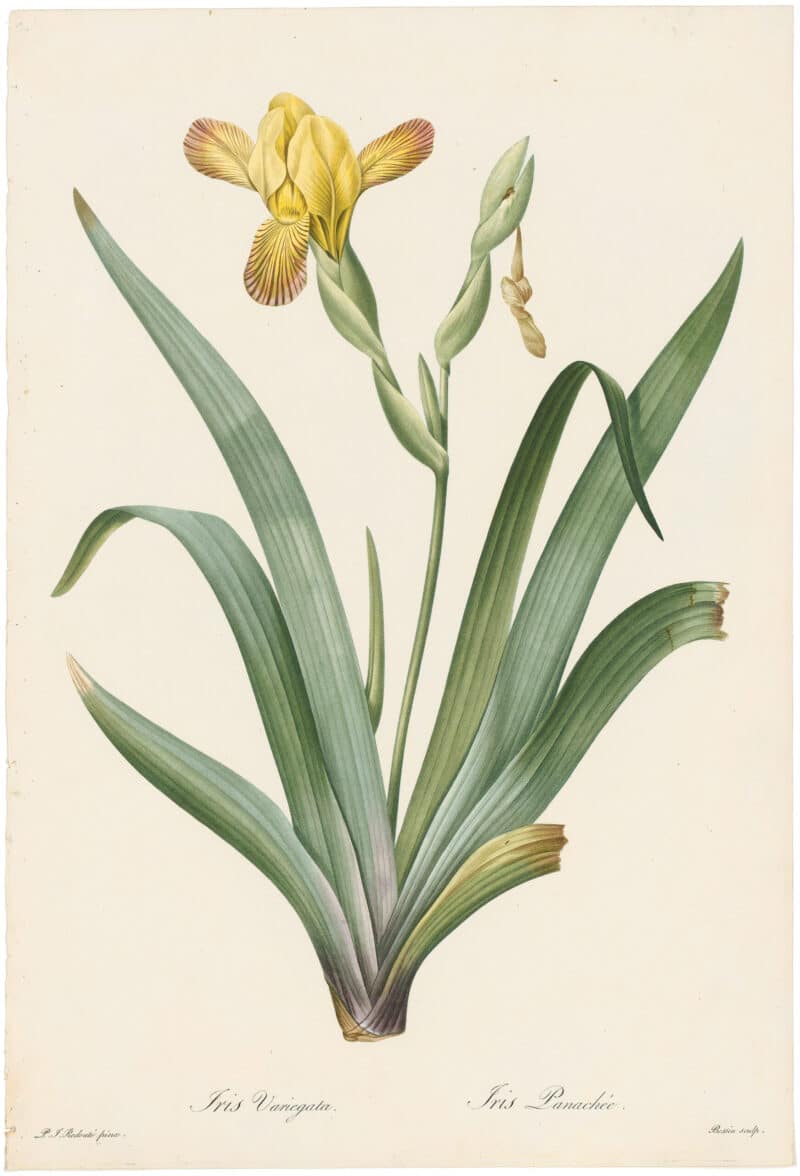 Redouté Lilies Pl. 292, Iris Variegated