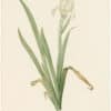 Redouté Lilies Pl. 295, Greek Iris