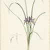 Redouté Lilies Pl. 299, Iris