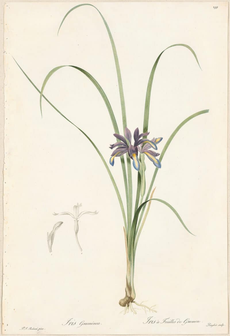 Redouté Lilies Pl. 299, Iris