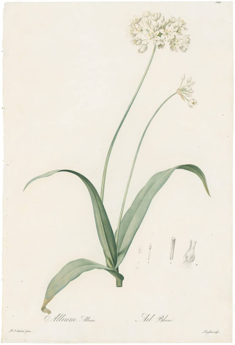 Redouté Lilies Pl. 300, White Garlic