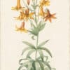 Redouté Lilies Pl. 301, Meadow Lily