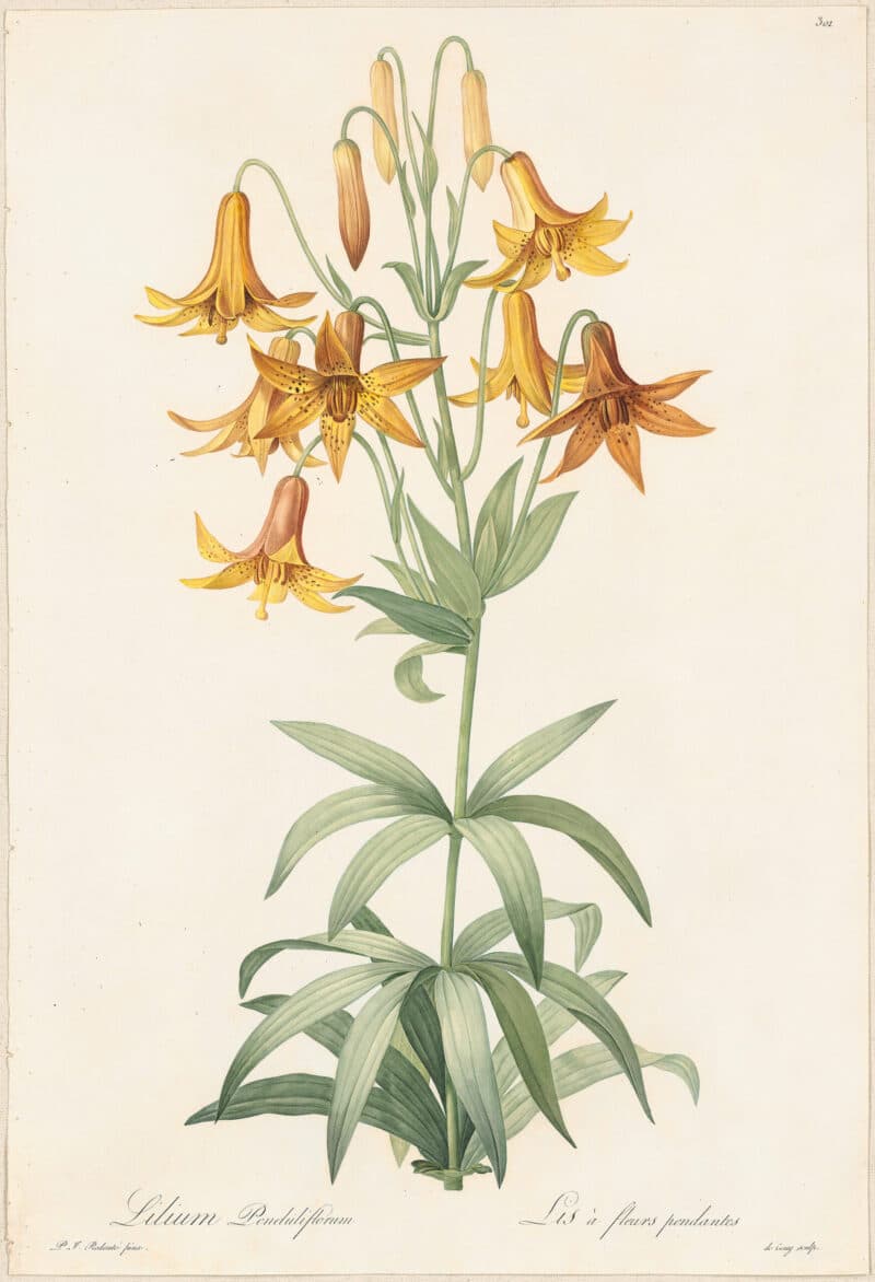 Redouté Lilies Pl. 301, Meadow Lily