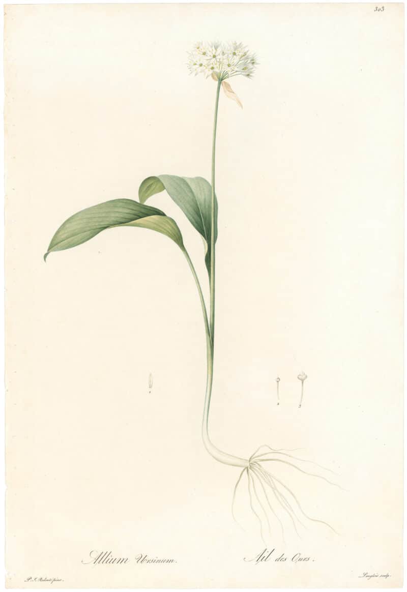 Redouté Lilies Pl. 303, Ramsons