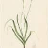 Redouté Lilies Pl. 305, Scarsely Shaggy Leek