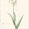 Redouté Lilies Pl. 306, Swert's Iris