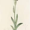 Redouté Lilies Pl. 318, Brown Iris