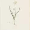 Redouté Lilies Pl. 319, Allium
