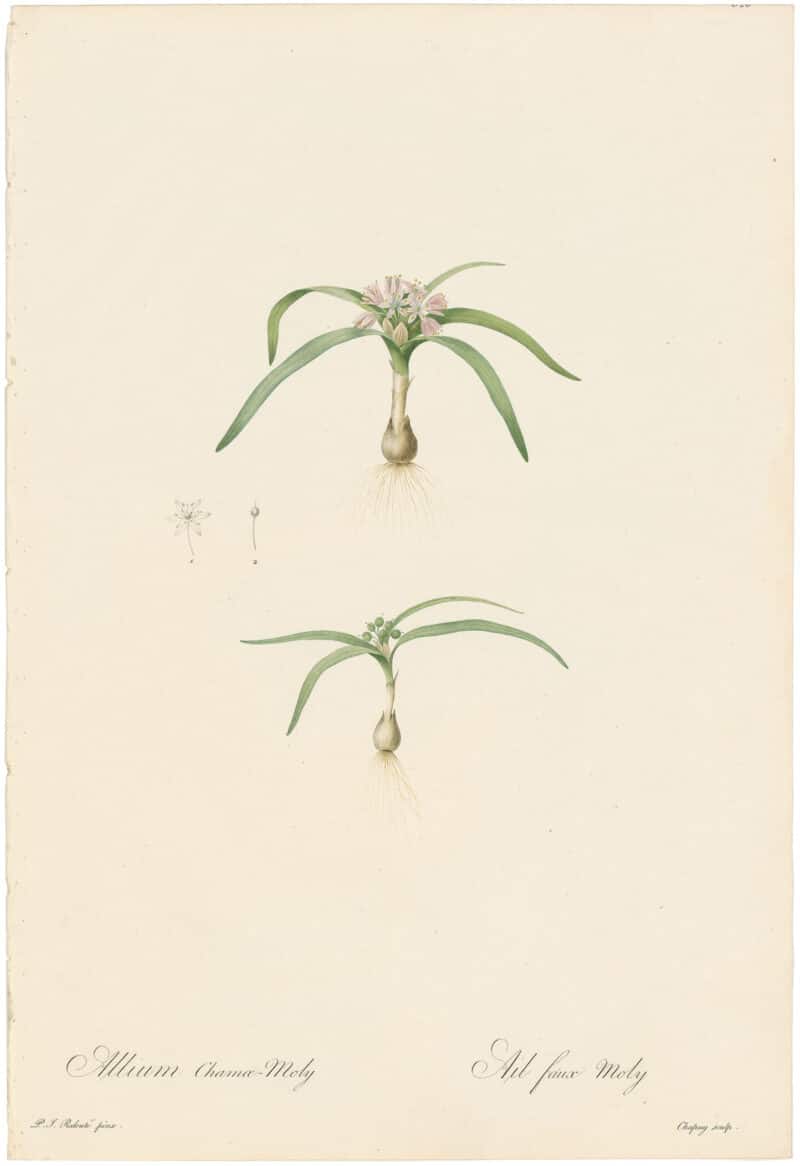 Redouté Lilies Pl. 325, Dwarf Molly Leek