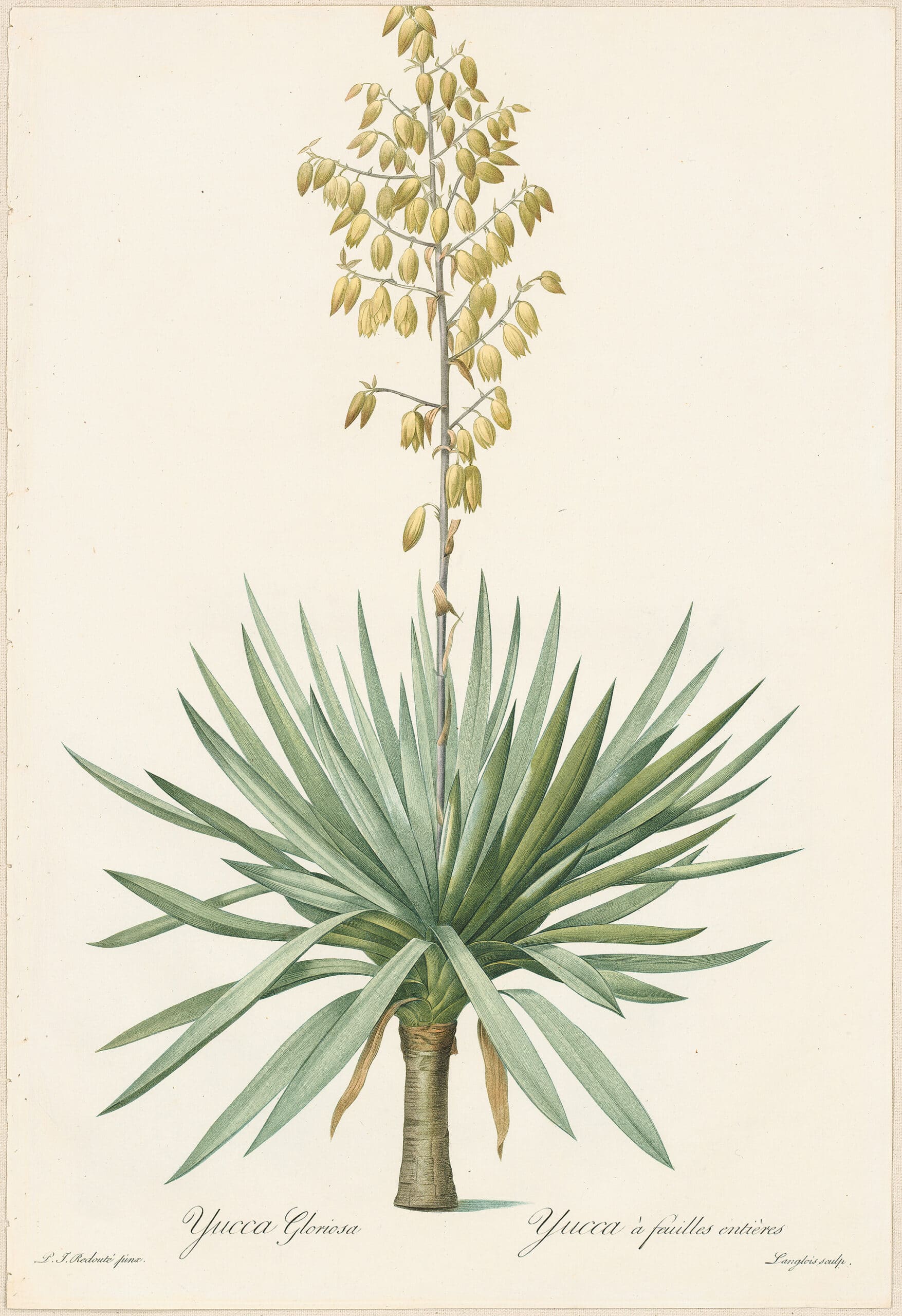 Redouté Lilies Pl. 326, Gorgeous Yucca | Les liliacées - Antique