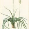Redouté Lilies Pl. 328, Yucca-leaved Agave