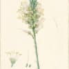 Redouté Lilies Pl. 329, Yucca-leaved Agave