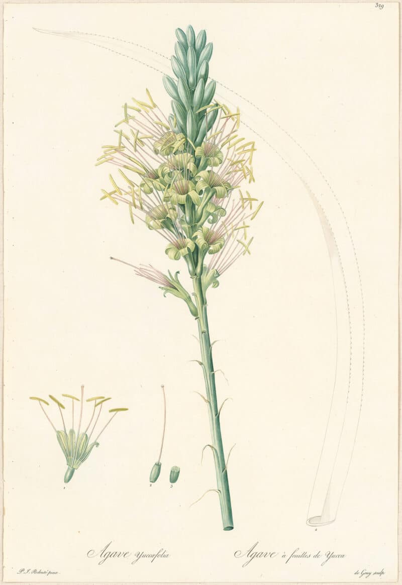 Redouté Lilies Pl. 329, Yucca-leaved Agave