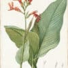 Redouté Lilies Pl. 331, Broad-leaved Canna