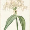 Redouté Lilies Pl. 332, Asiatic Crinum