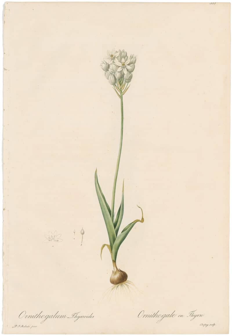 Redouté Lilies Pl. 333, Common Chincherinchee