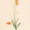 Redouté Lilies Pl. 335, Orange Tritonia