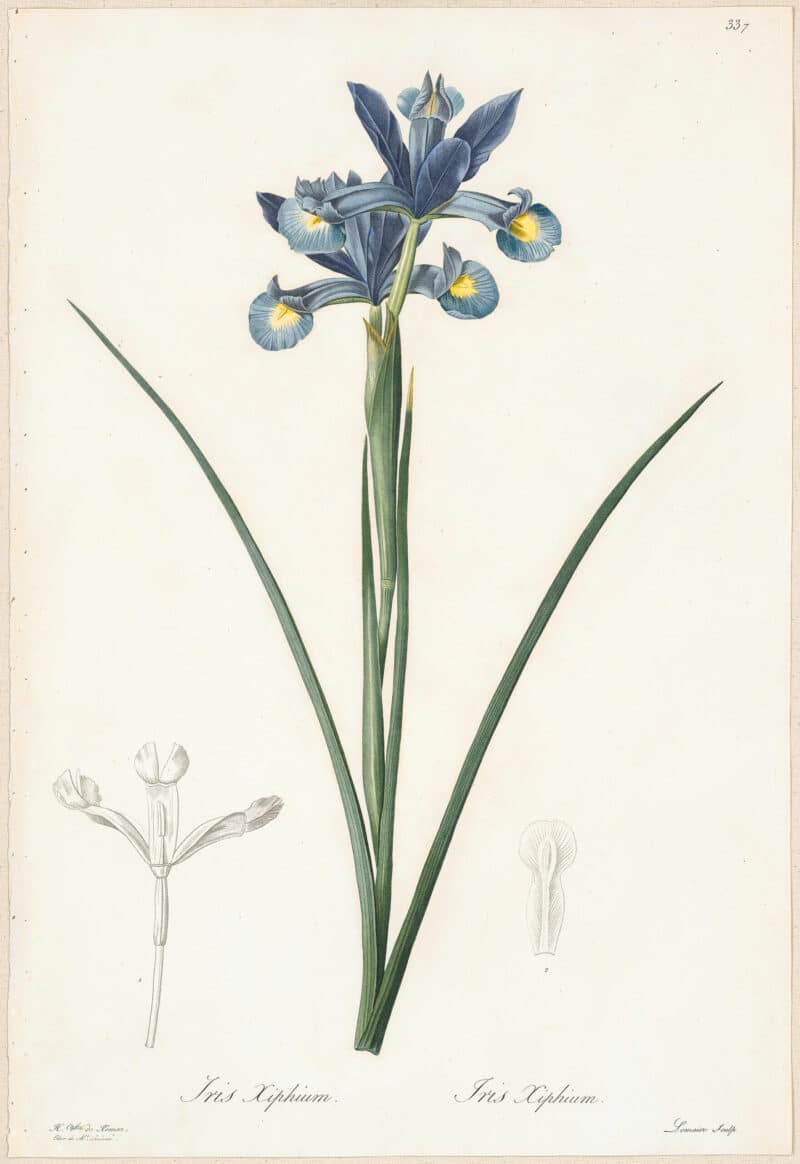 Redouté Lilies Pl. 337, Spanish Iris