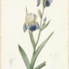 Redouté Lilies Pl. 338, Elder-Iris