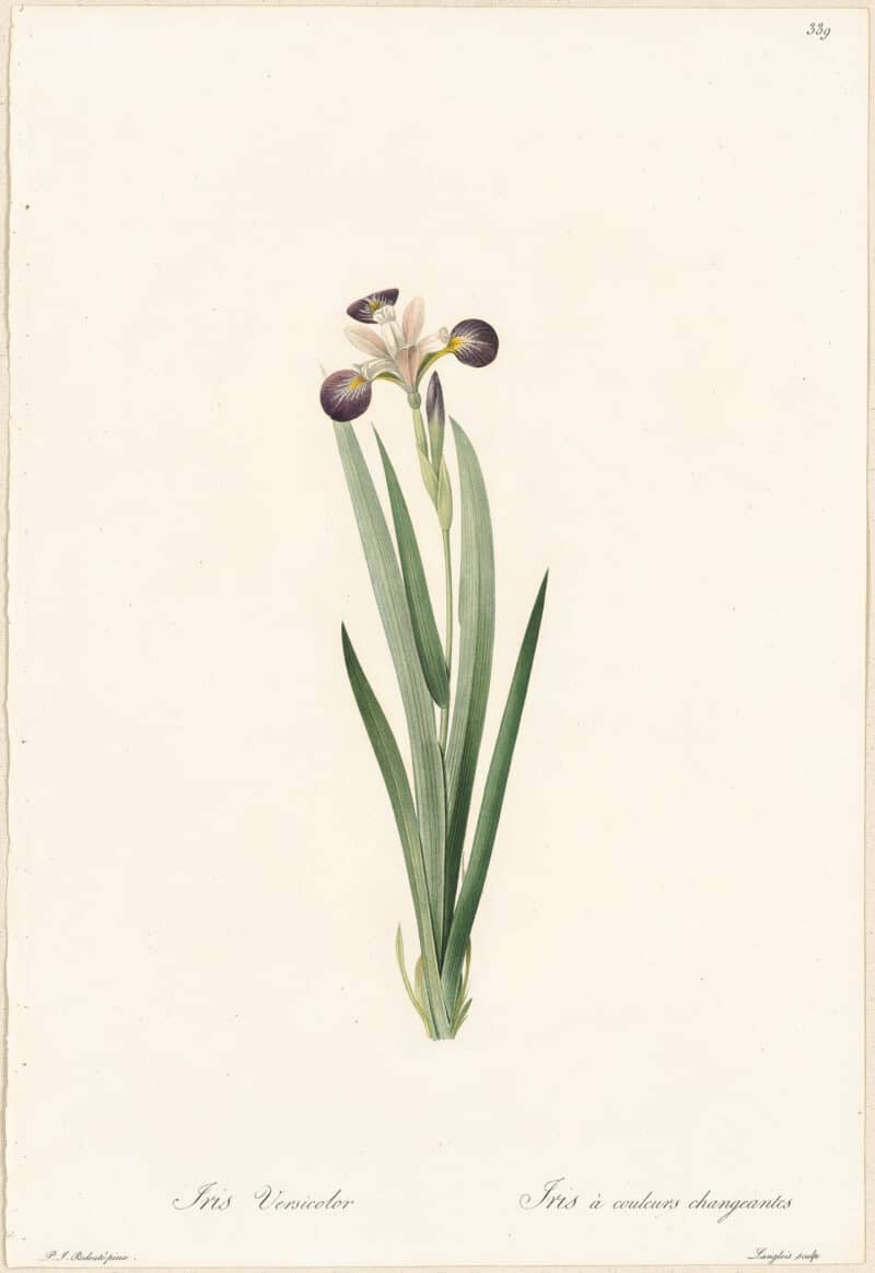 Redouté Lilies Pl. 339, Purple Iris