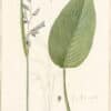 Redouté Lilies Pl. 342, Whitewashed Thalia