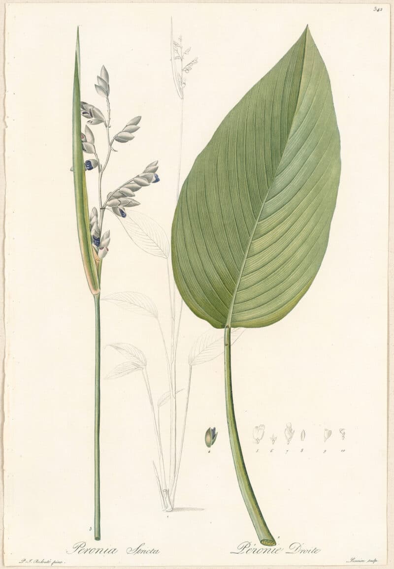 Redouté Lilies Pl. 342, Whitewashed Thalia