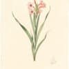 Redouté Lilies Pl. 343, Meriana Watsonia