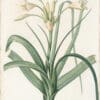 Redouté Lilies Pl. 347, Orange River Lily