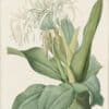 Redouté Lilies Pl. 348, Asiatic Crinum