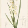 Redouté Lilies Pl. 350, Creamy-white Iris