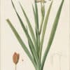 Redouté Lilies Pl. 351, Stinking Iris