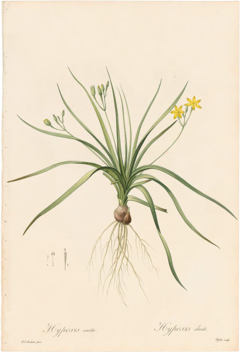 Redouté Lilies Pl. 355, Hirsute Golden Winter Star-Grass