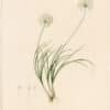 Redouté Lilies Pl. 357, Whitish Garlic