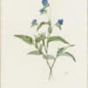 Redouté Lilies Pl. 359, Doubtful Commelina