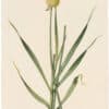 Redouté Lilies Pl. 363, Oblique Leek