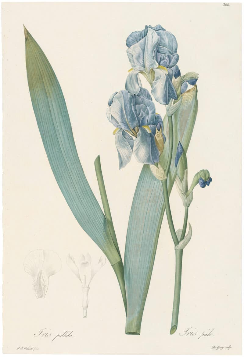 Redouté Lilies Pl. 366, Dalmation Iris