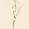 Redouté Lilies Pl. 368, Keeled Garlic