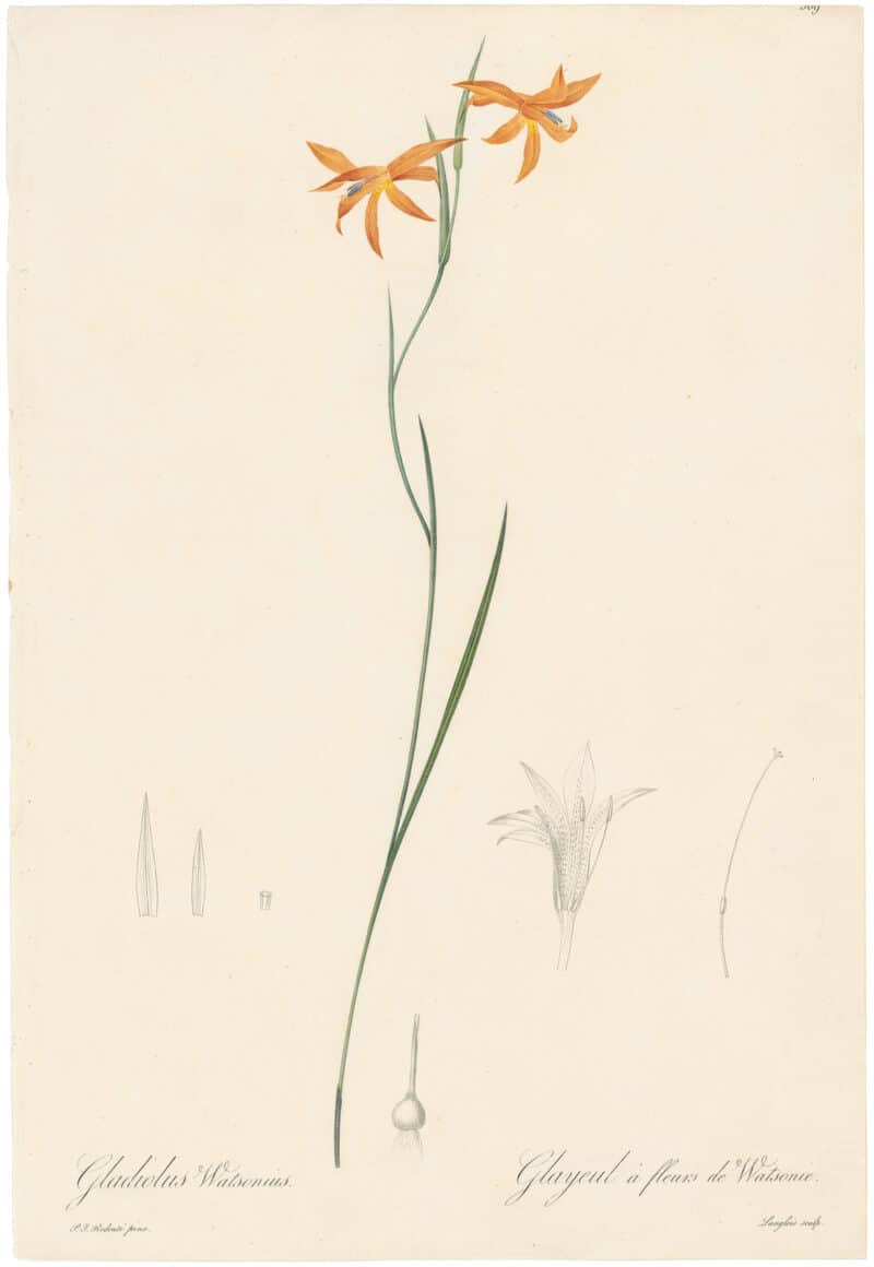 Redouté Lilies Pl. 369, Red Afrikaner